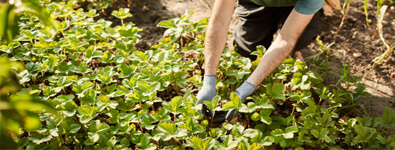 farming
